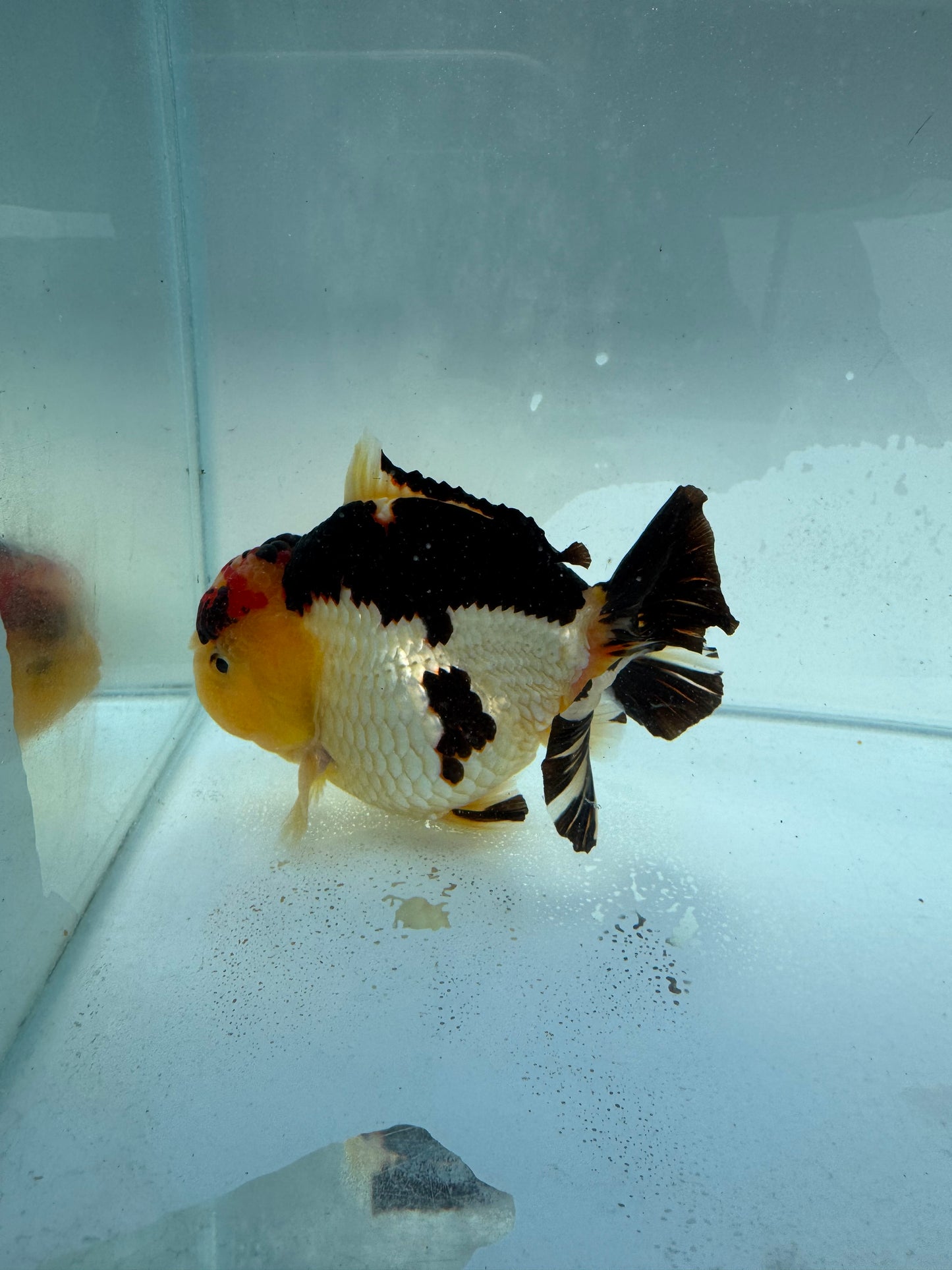 Tricolour Oranda. WVF322,direct from nana goldfish farm