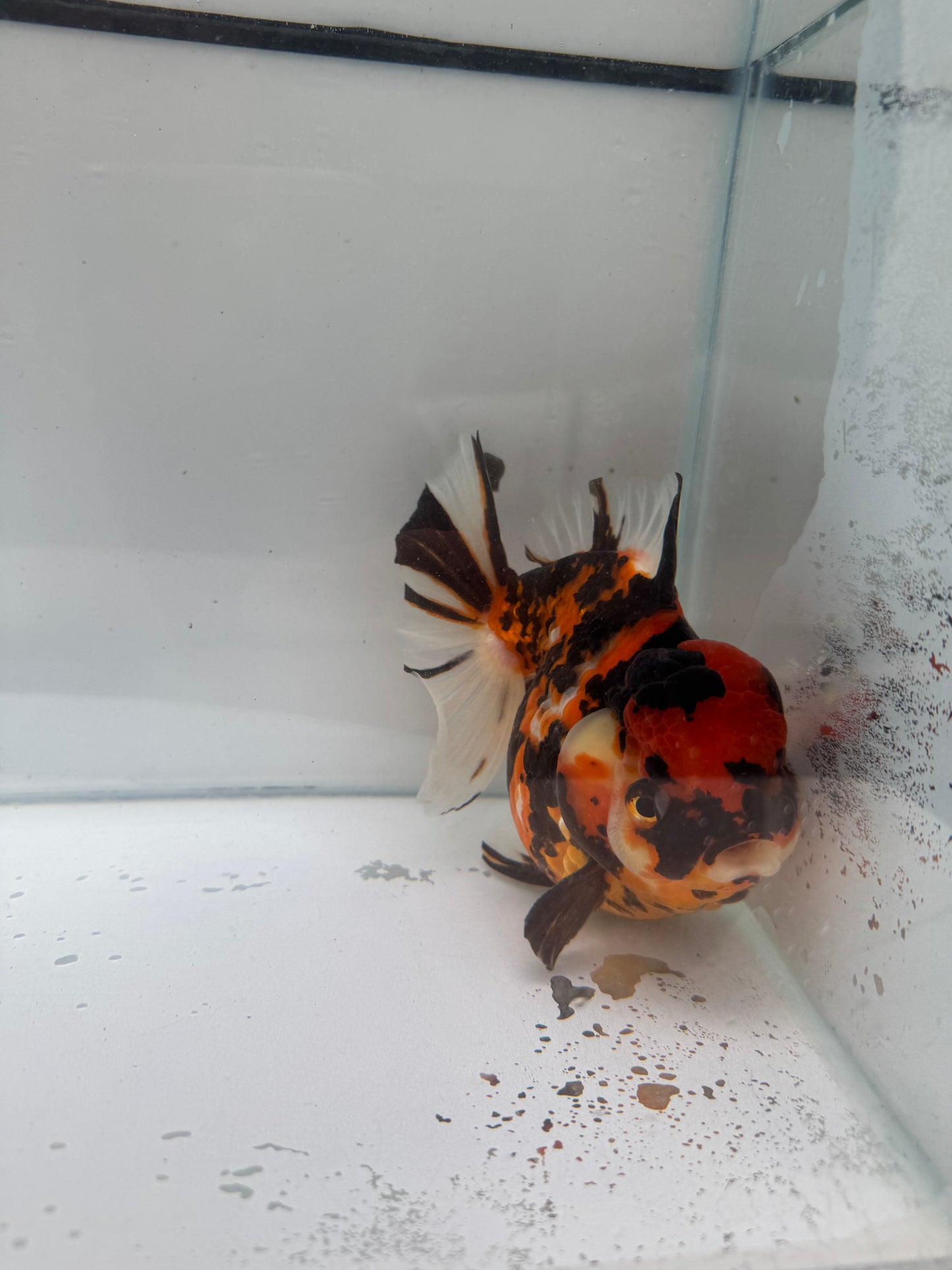 H/Q red tiger Oranda. WVF273