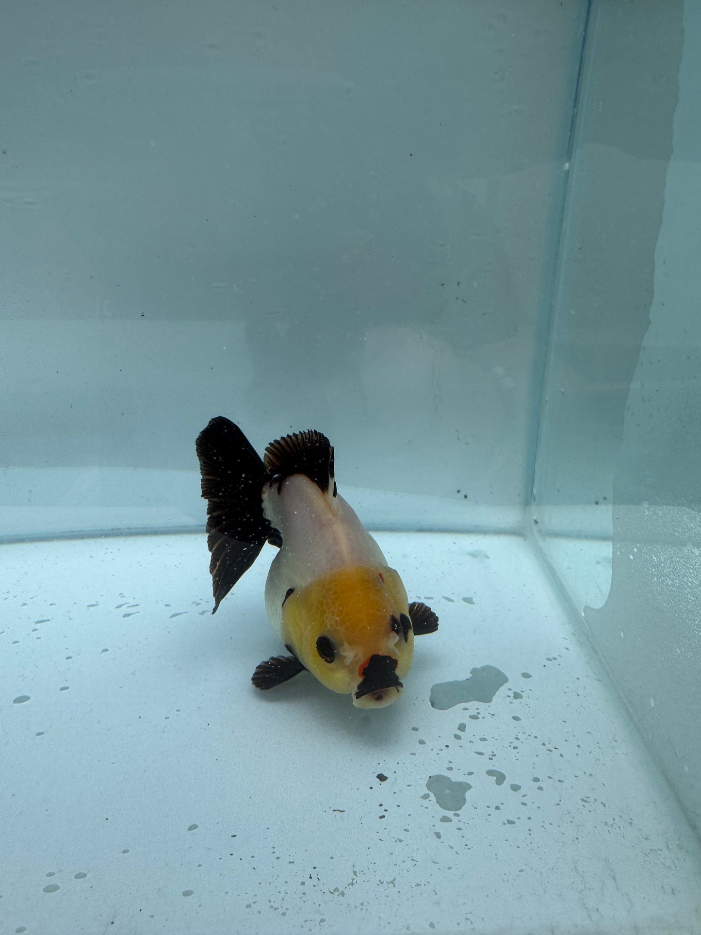Panda/ tricolour direct from Nana Goldfish farm WVF287