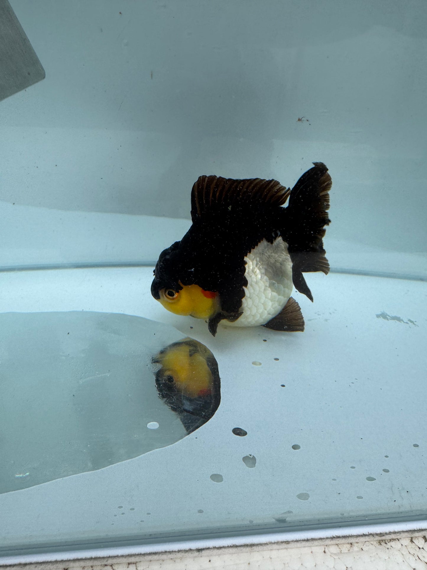 Panda/tricolour Oranda direct from Nana fish farm