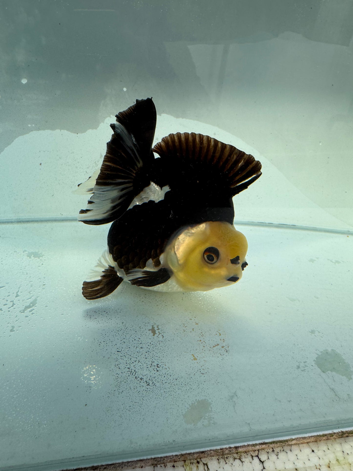 Panda Oranda. WVF323,direct from Nana goldfish farm