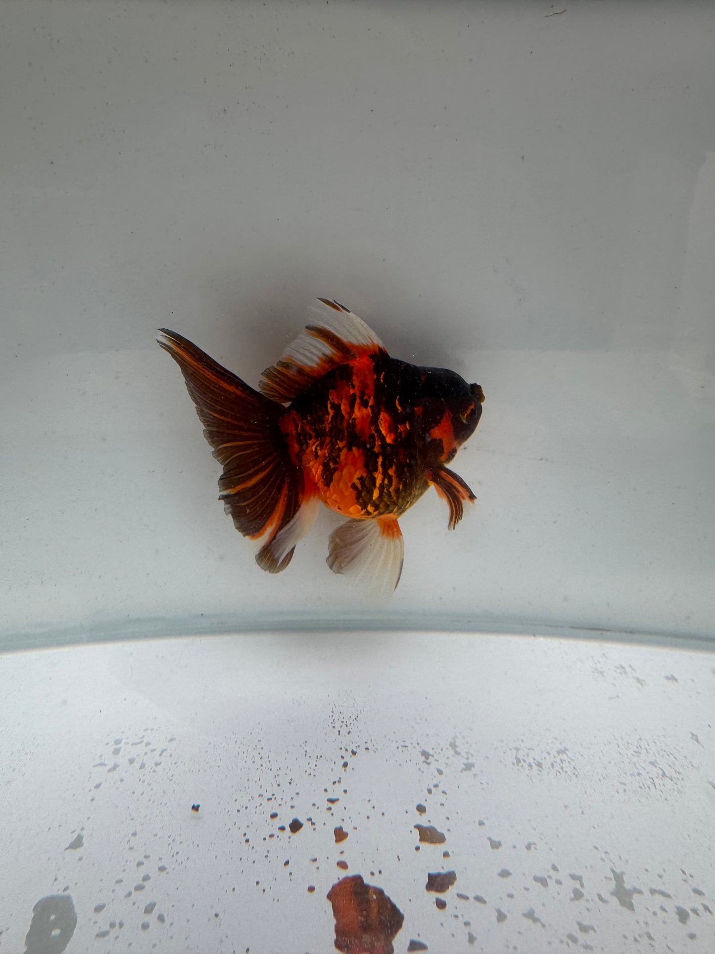 Tiger Oranda. WVF223