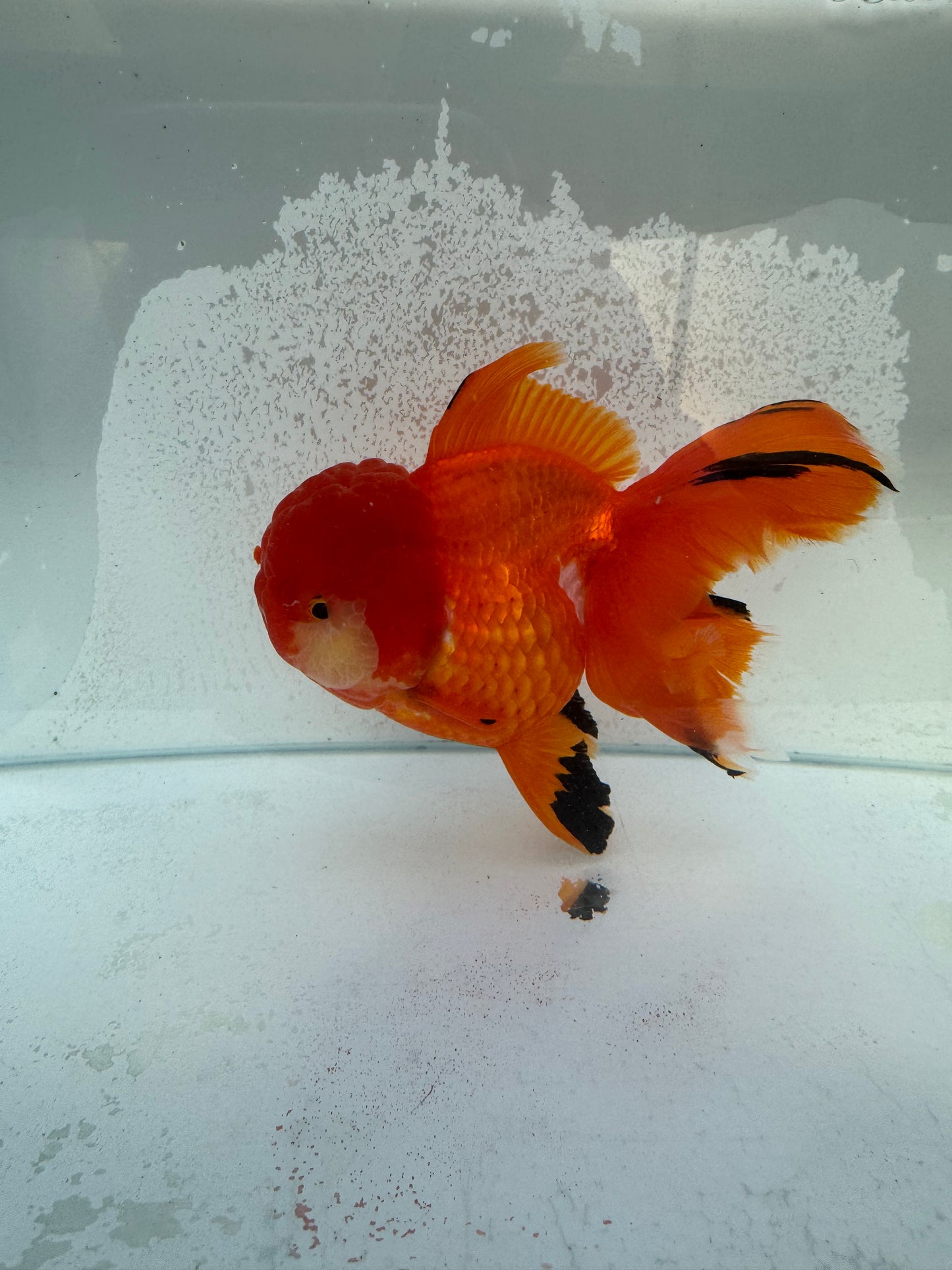 Oranda. WVF364