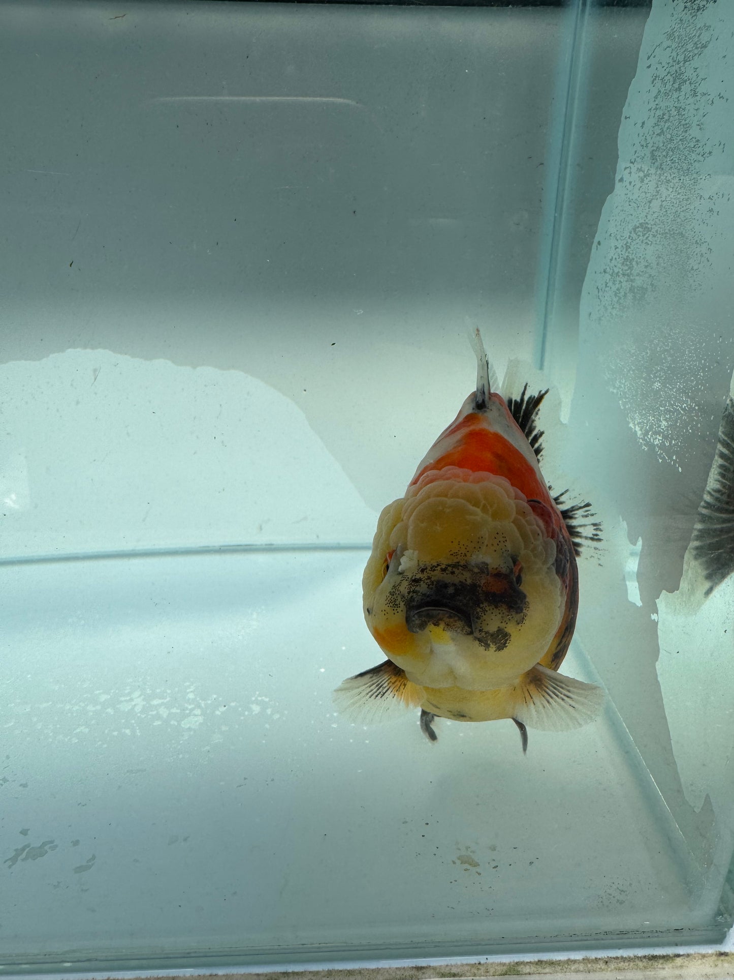 Calico Oranda direct from Meng Lee WVF211