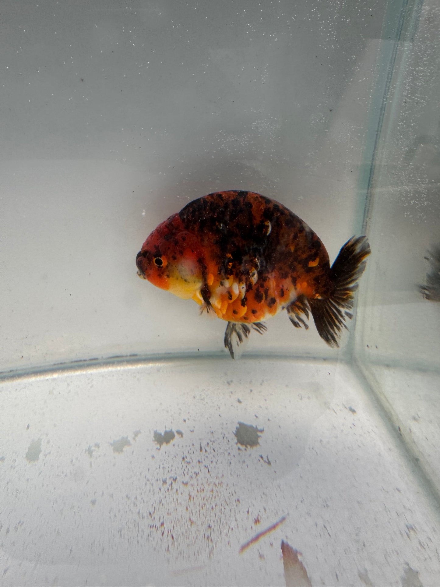 Calico Ranchu. WVF317