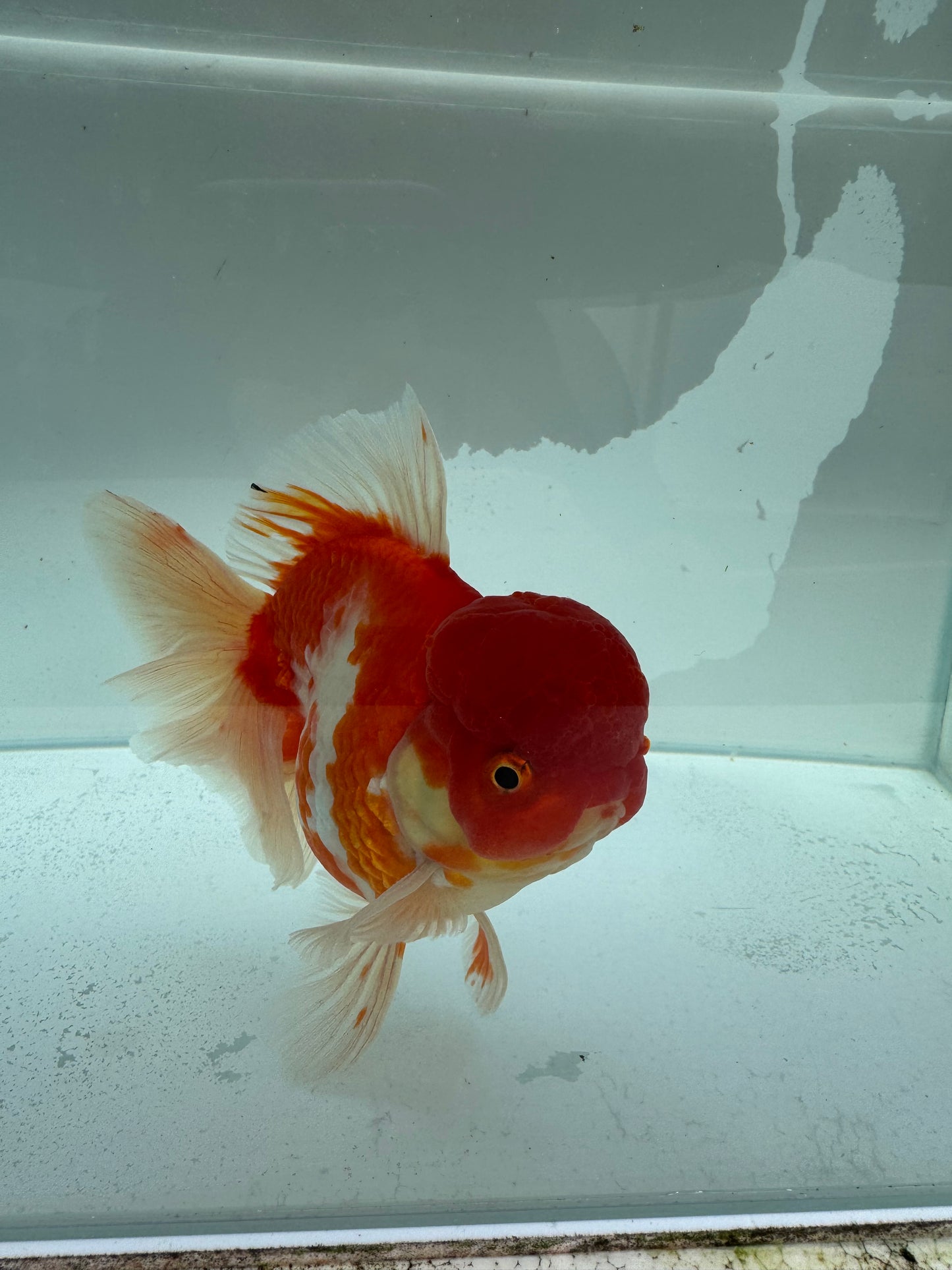 Sakura Oranda. WVF341
