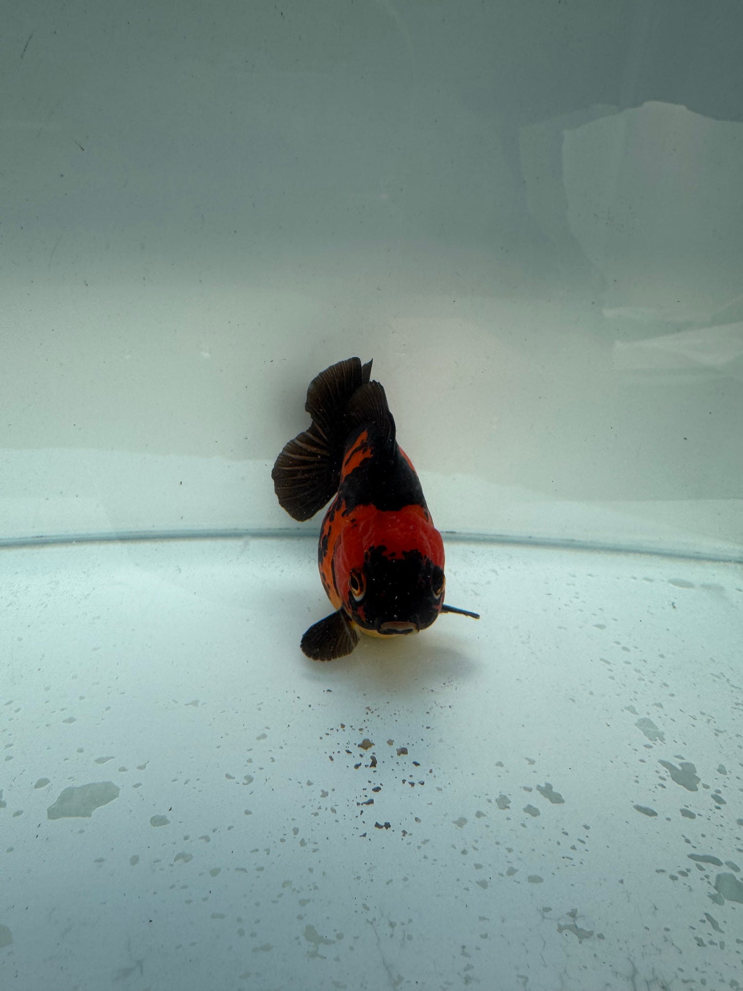 Short tail Apache Oranda. WVF258 Direct from Nana farm