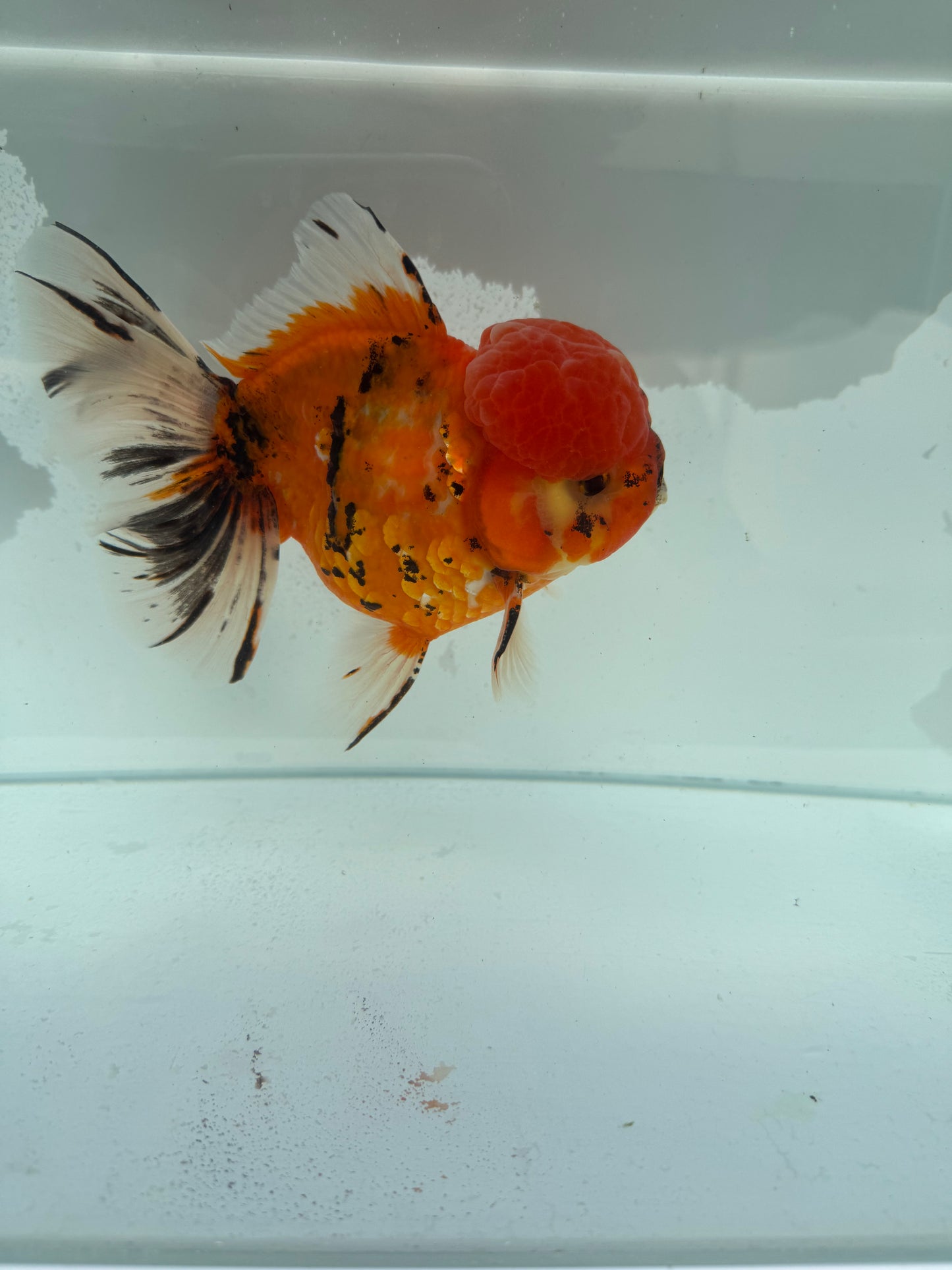 Calico Oranda. WVF345