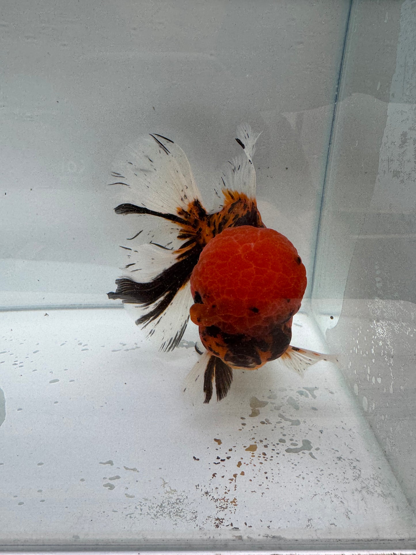 Red tiger Oranda. WVF270