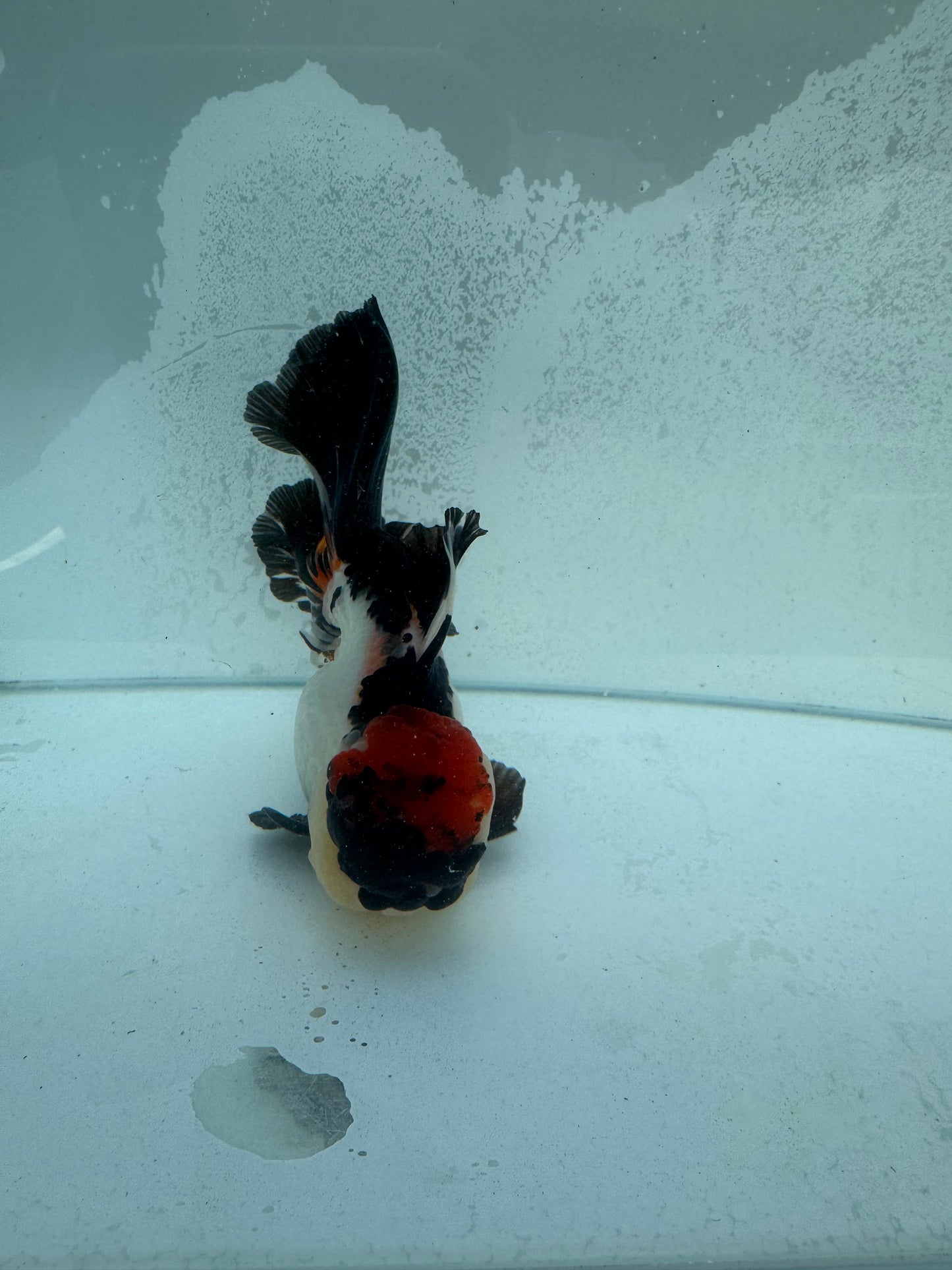 Tricolour Oranda. WVF370