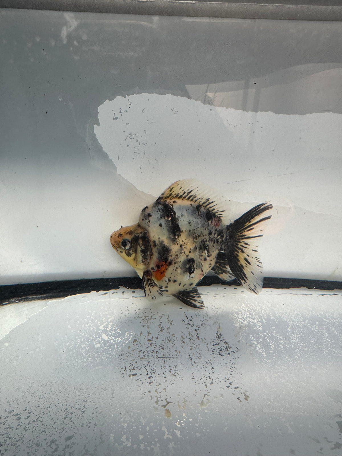 Calico Ryukin. WVF1018