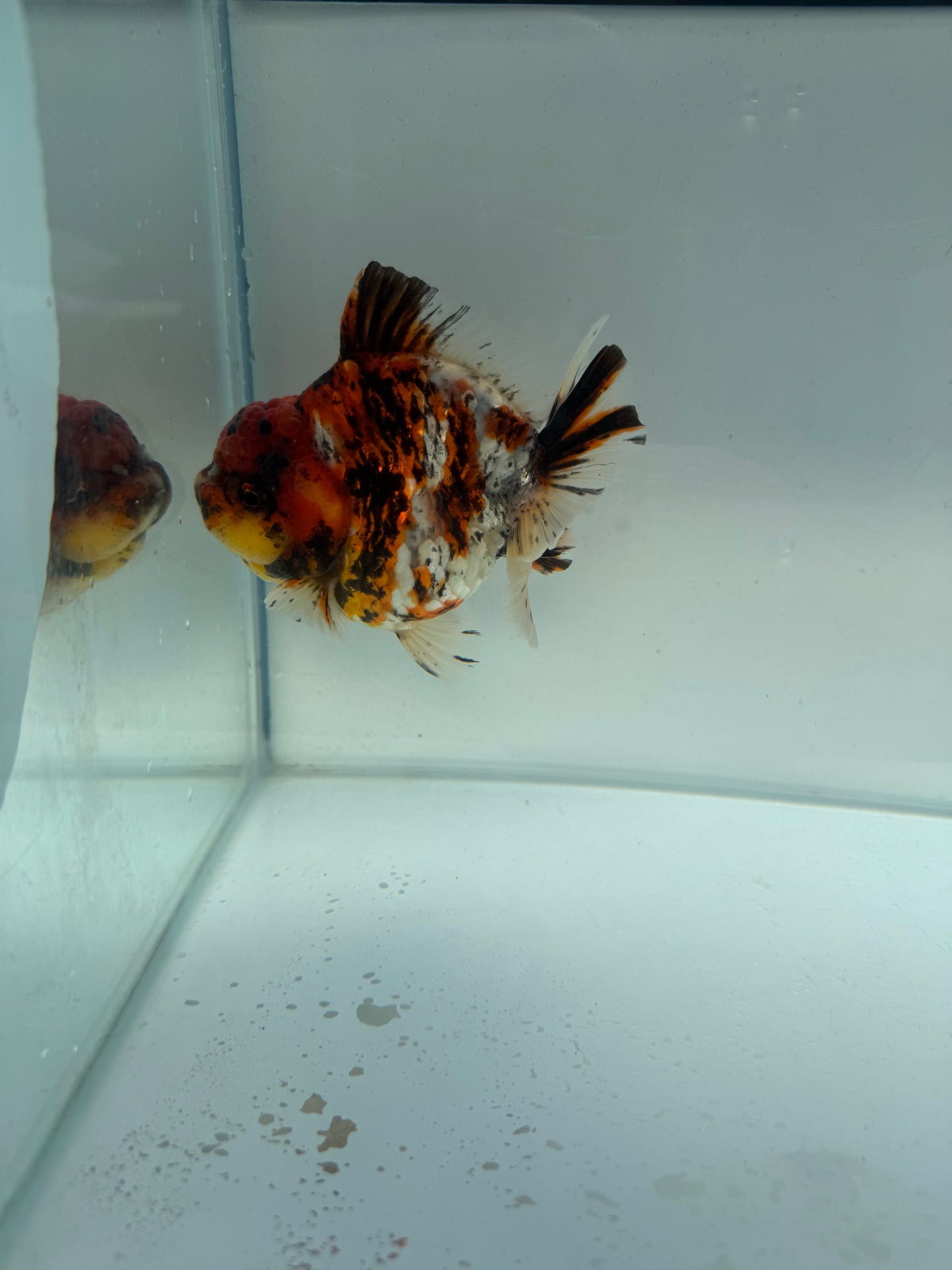 Short tail Calico Oranda. WVF265. Direct from Nana farm