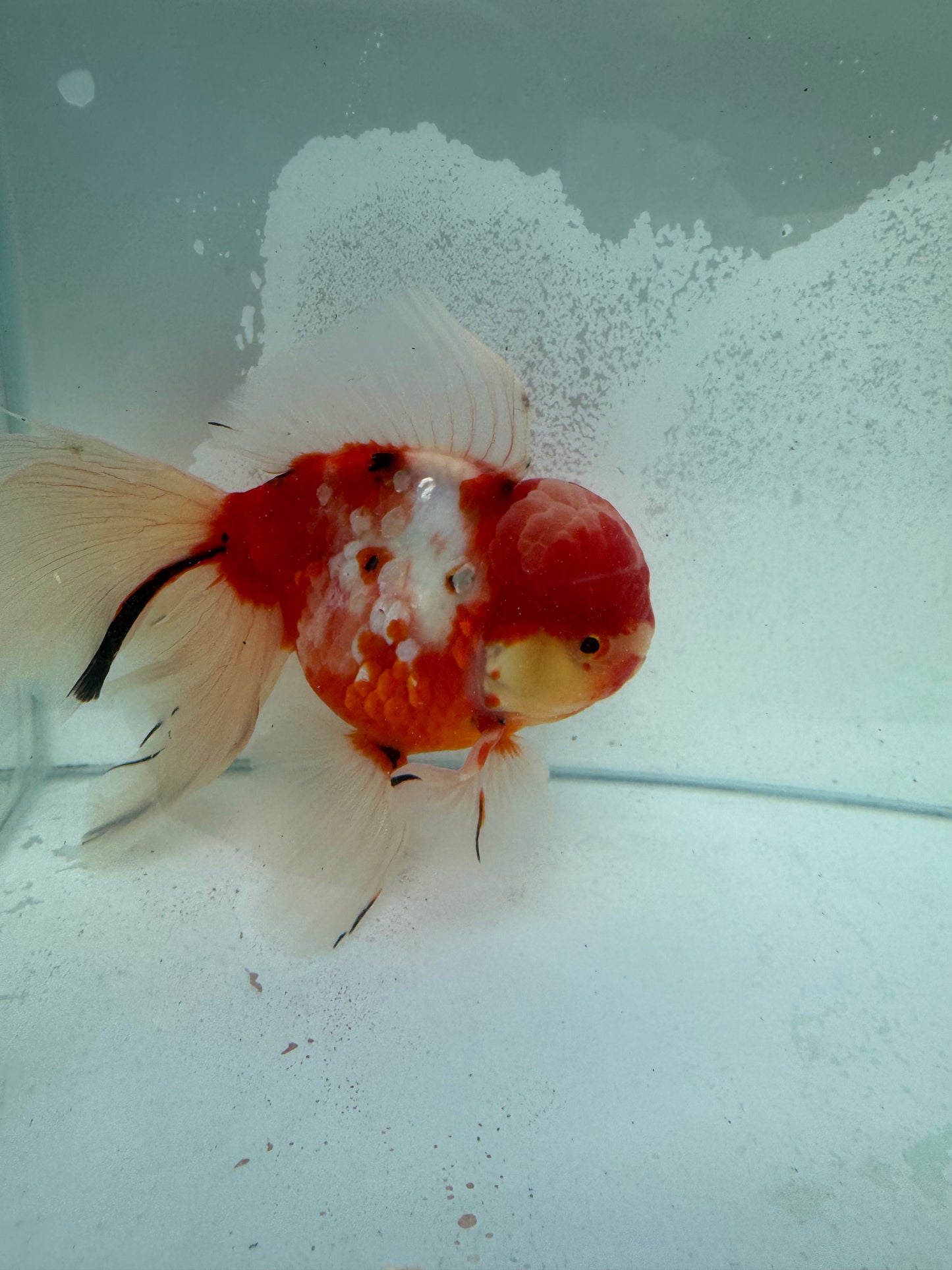 Calico Oranda. WVF369