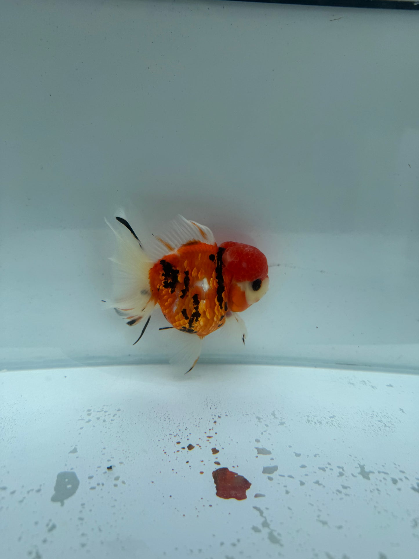 Red Tiger Calico Oranda.WVF222