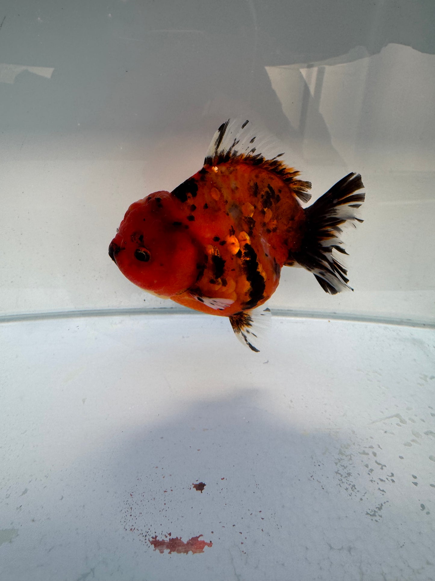 Red Tiger shogun Oranda. WVF327 direct from Jack Shogun