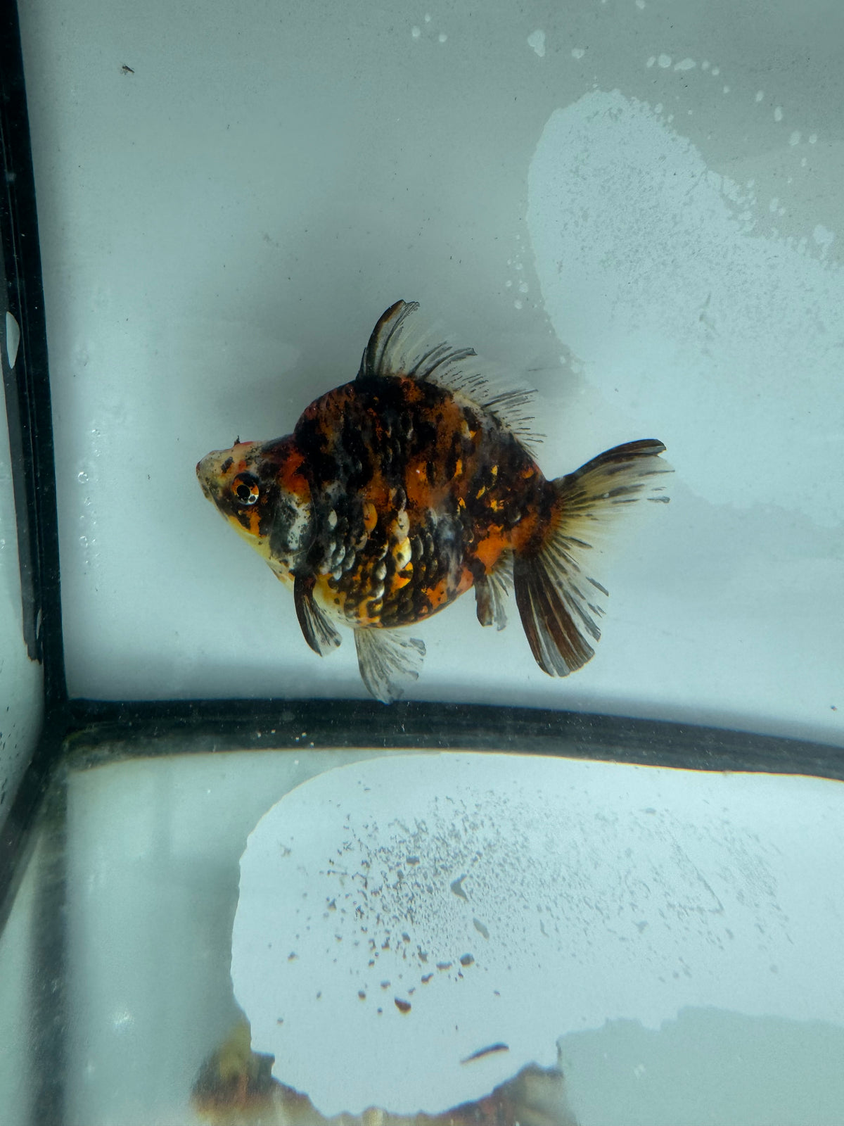 Calico Ryukin. WVF968