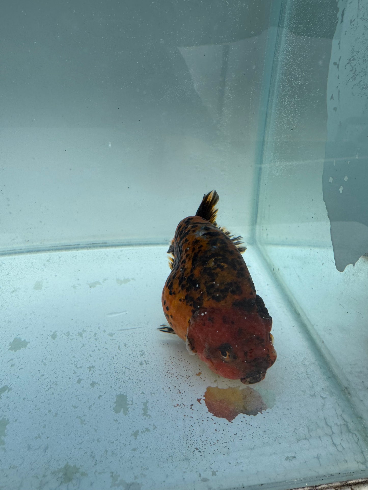 Calico Ranchu. WVF313