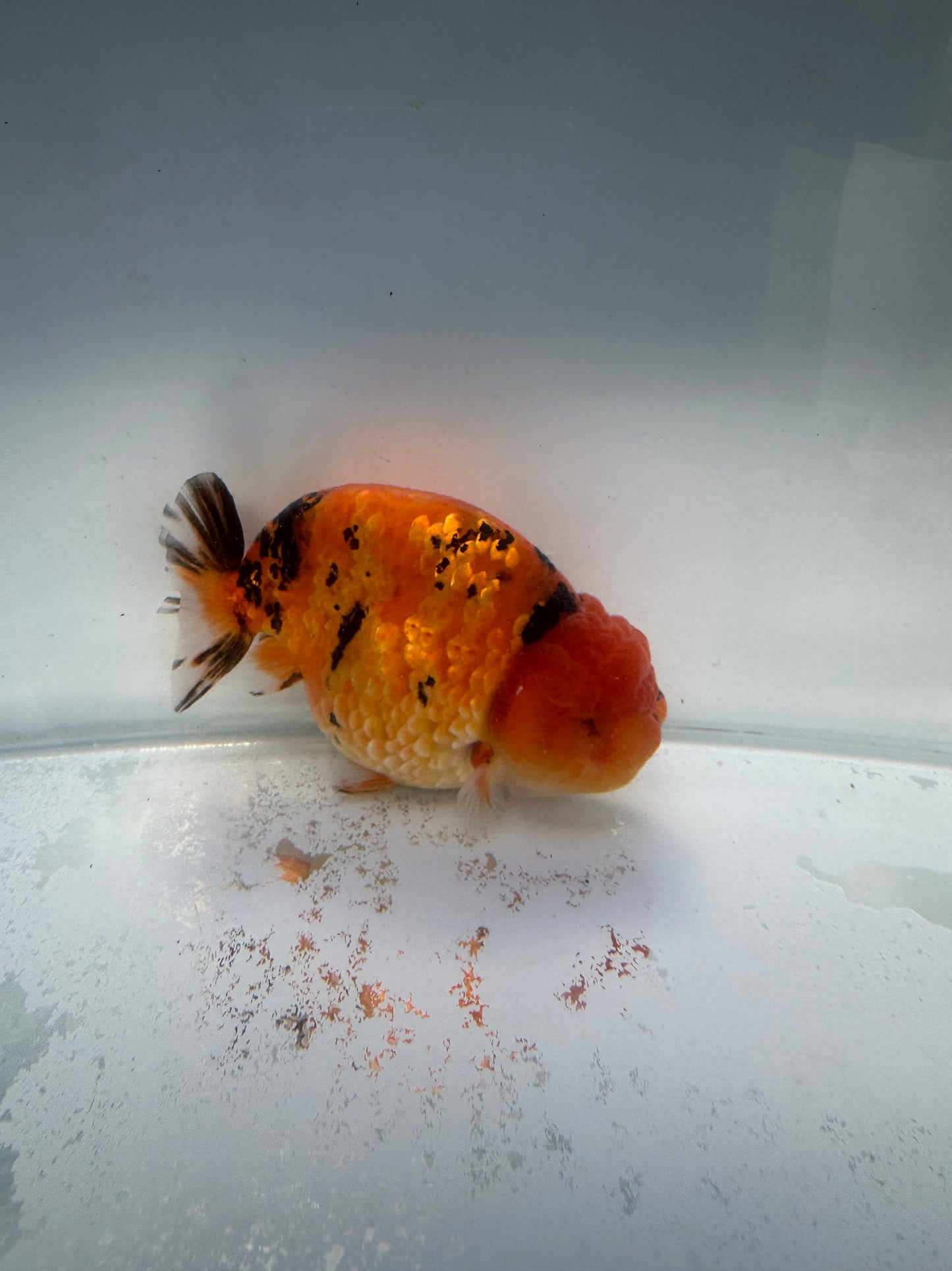 Red Tiger Ranchu. WVF169,Direct from Meng Lee