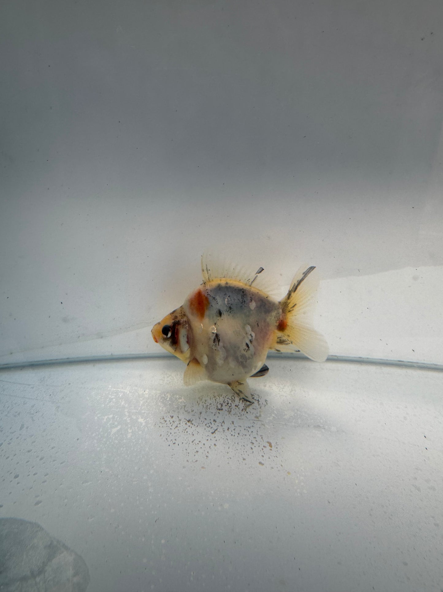Calico Ryukin. WVF154
