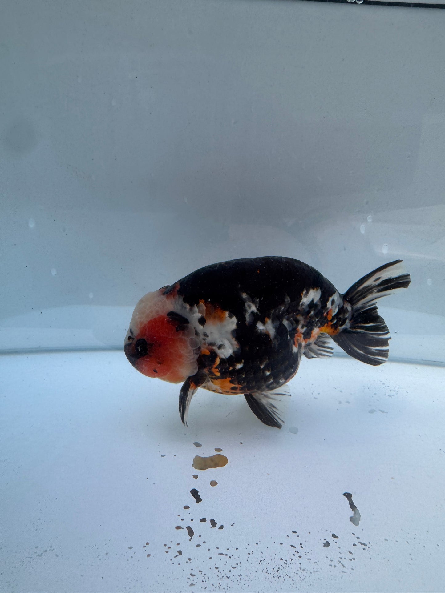 Calico Ranchu. WVF016