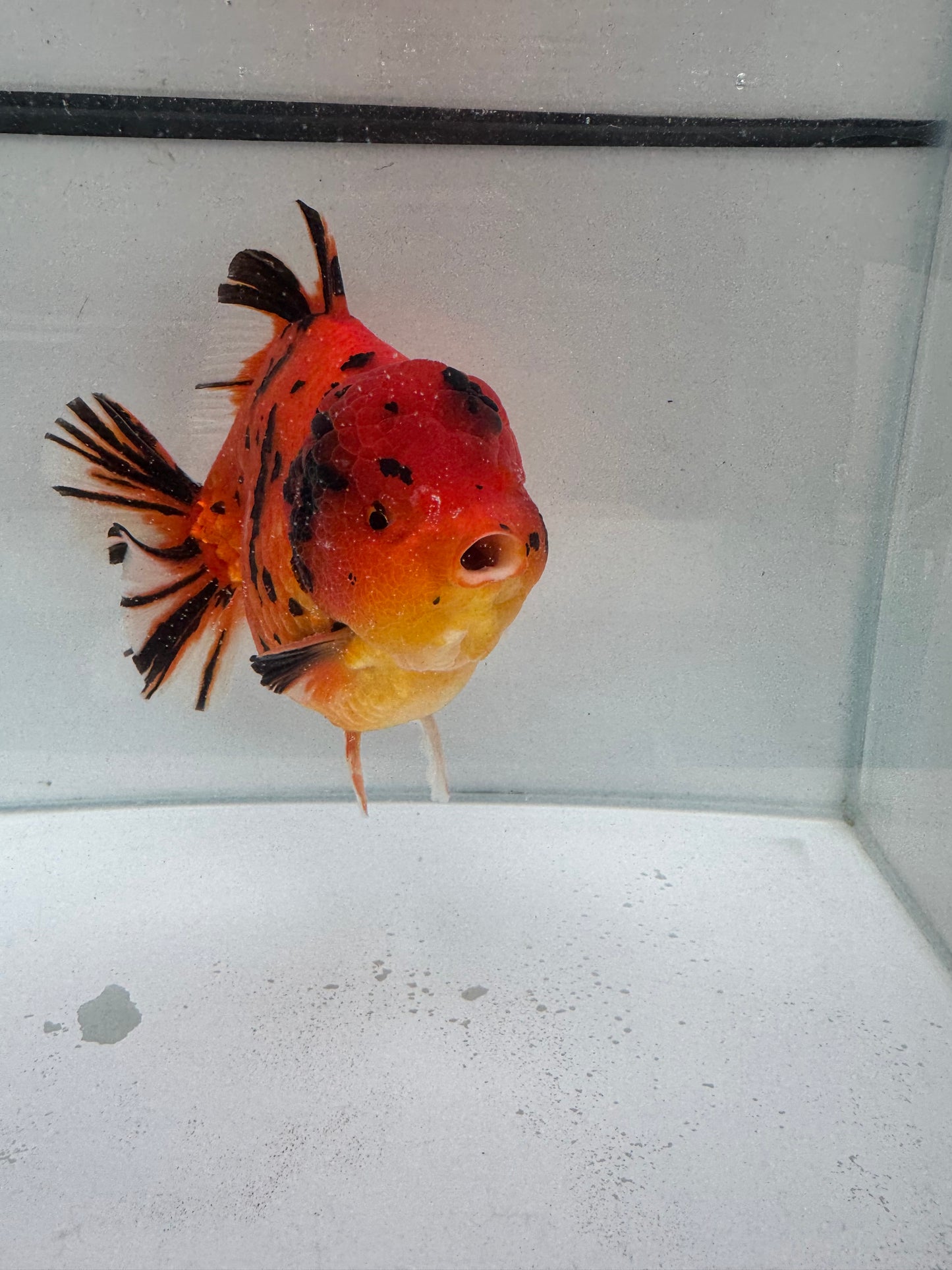 Tiger Oranda. WVF245 direct from Meng Lee