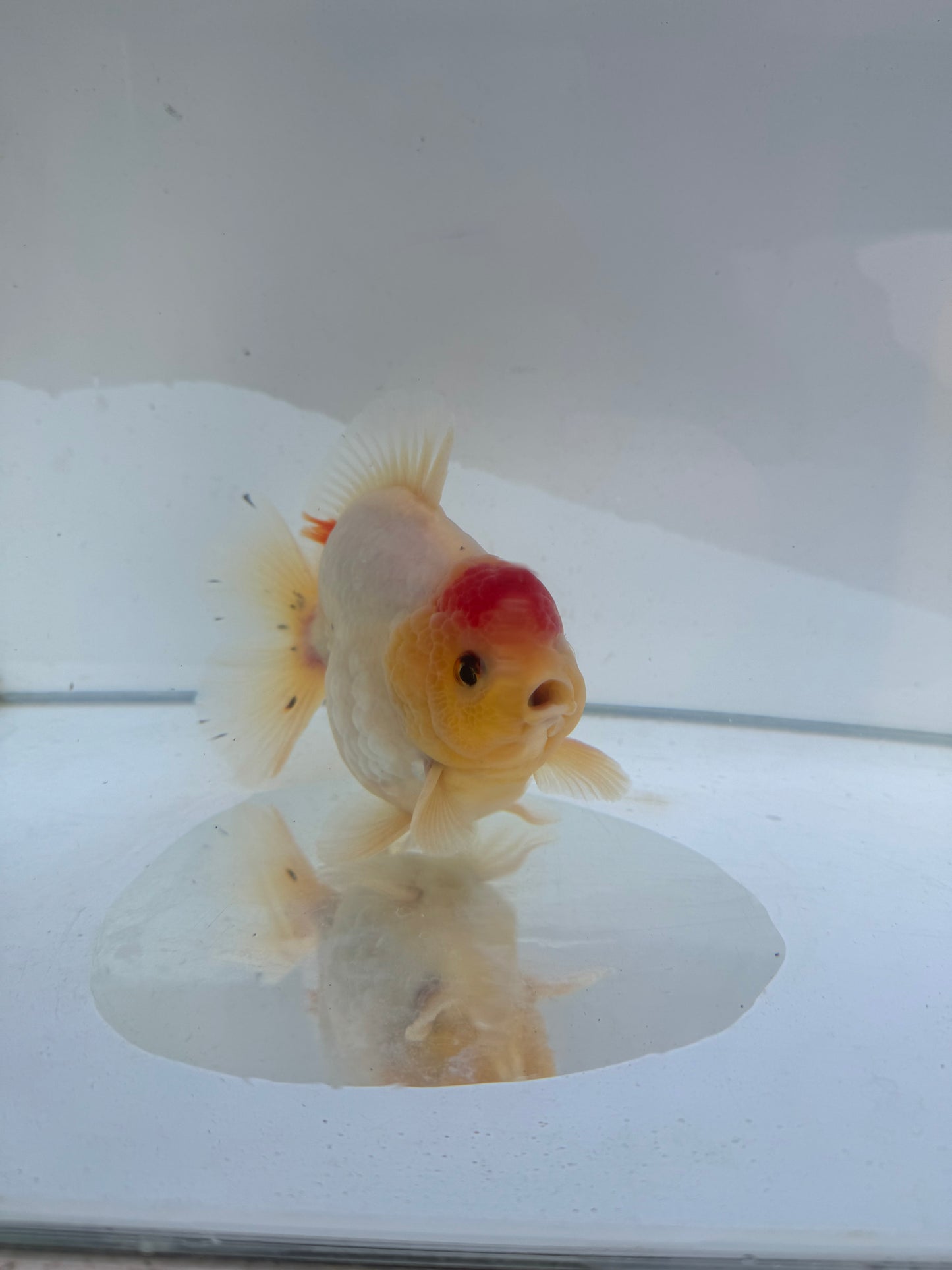 New generation short tail oranda. WVF298