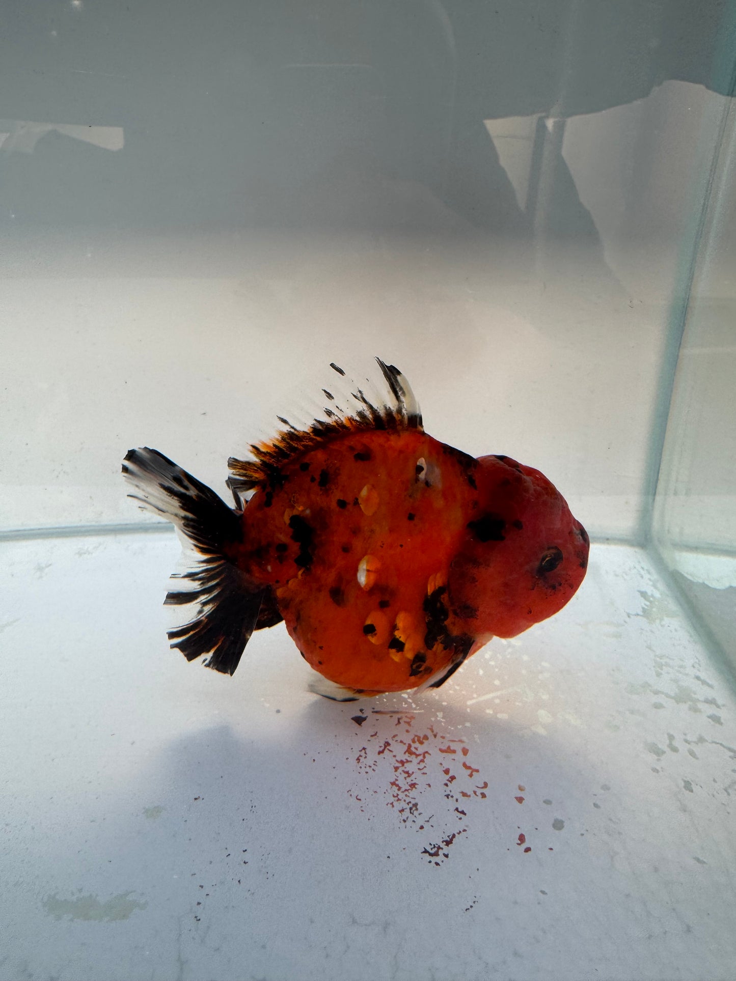 Red Tiger shogun Oranda. WVF327 direct from Jack Shogun
