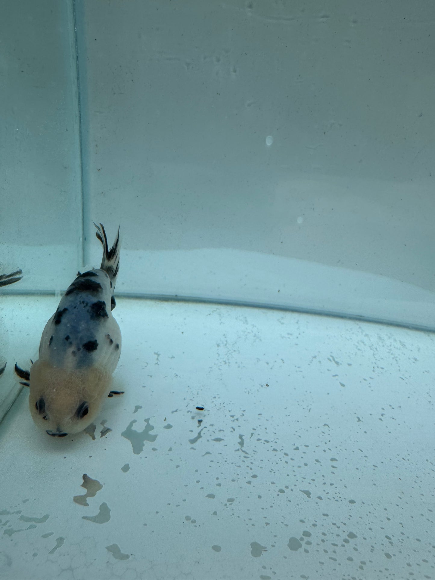 Cow Ranchu. WVF253