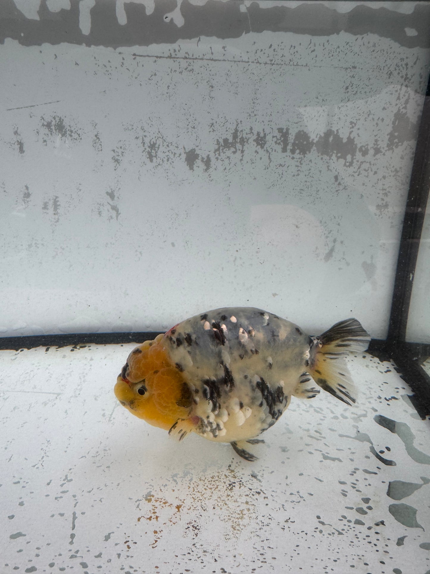 White Tiger Ranchu. WVF586