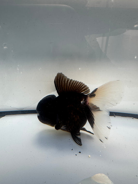Panda Oranda.  WVF917