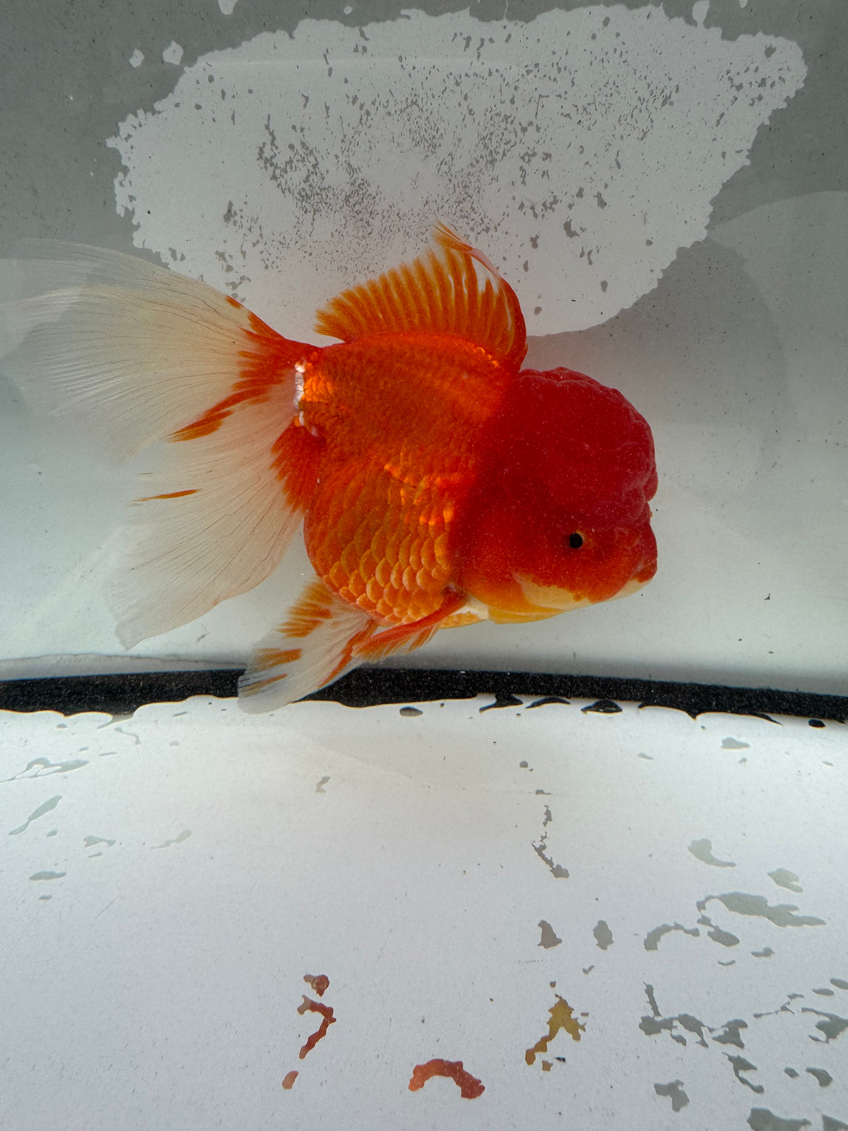 Red Oranda. WVF1196
