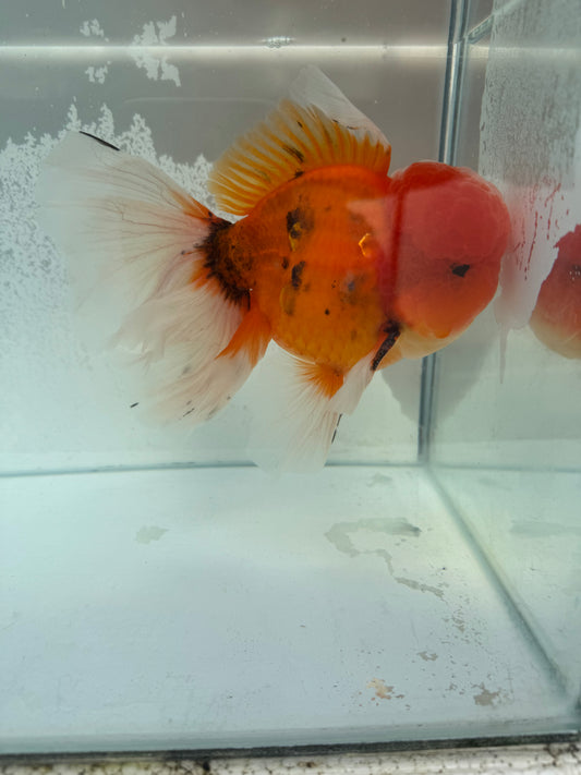 Calico Oranda. WVF366
