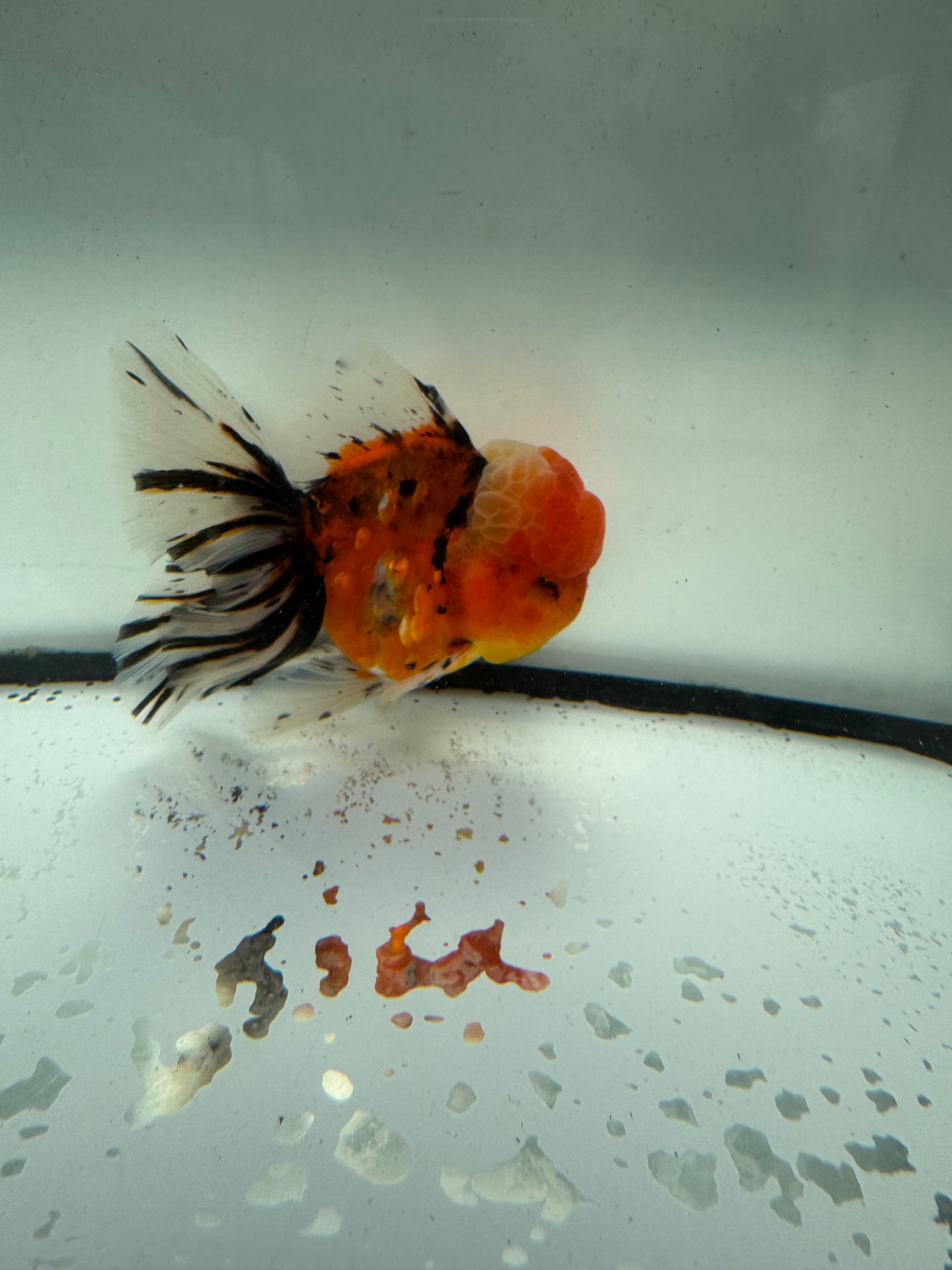 Calico Oranda. WVF1047
