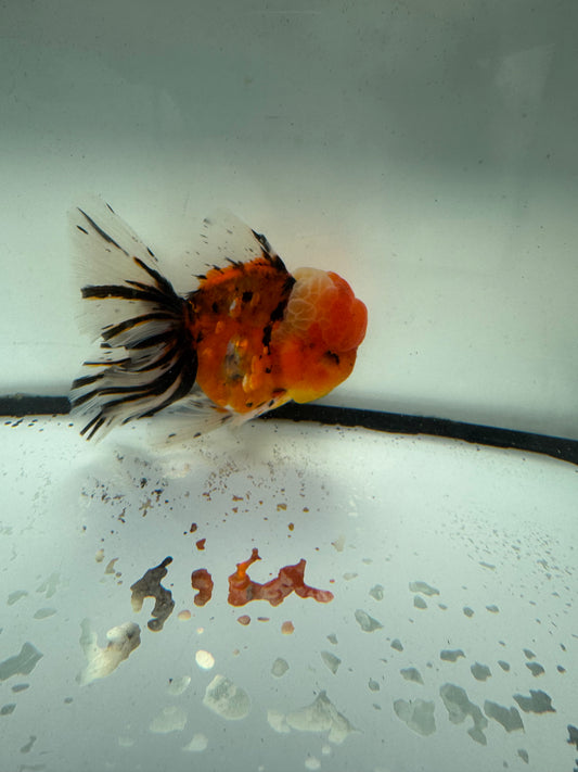 Calico Oranda. WVF1047