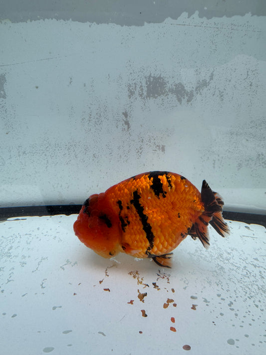 Red Tiger Ranchu. WVF435