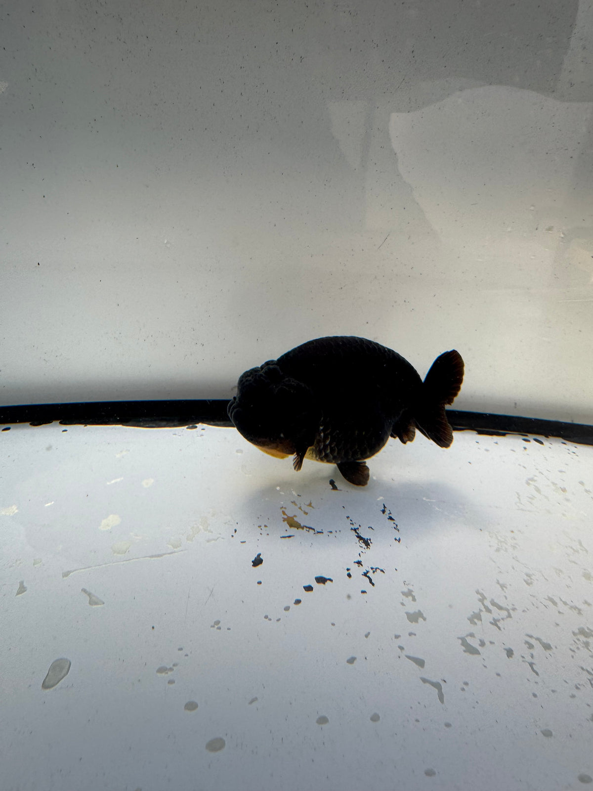 Black Ranchu. WVF1183