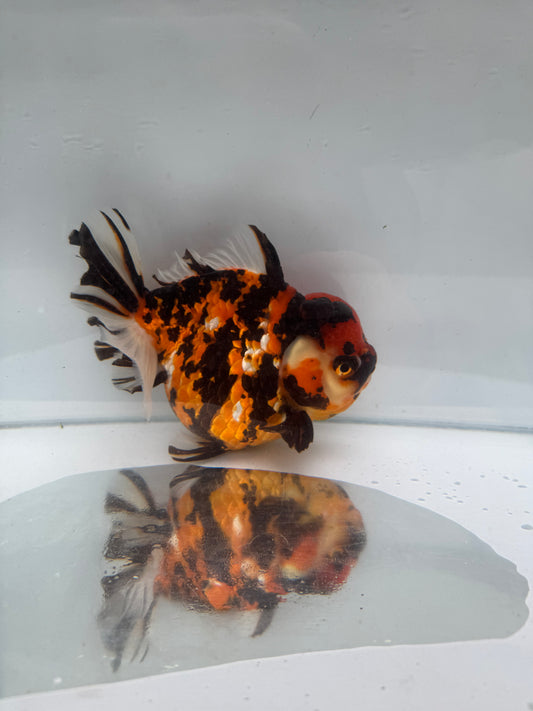 H/Q red tiger Oranda. WVF273