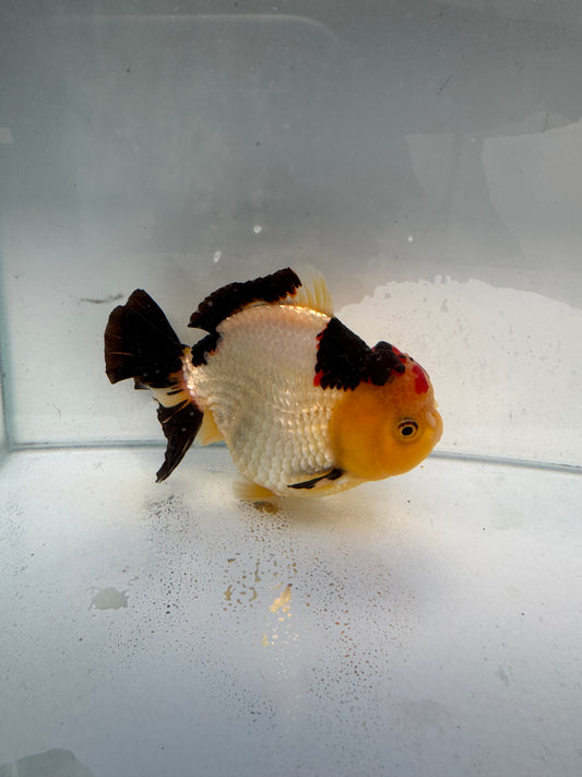 Tricolour Oranda. WVF322,direct from nana goldfish farm