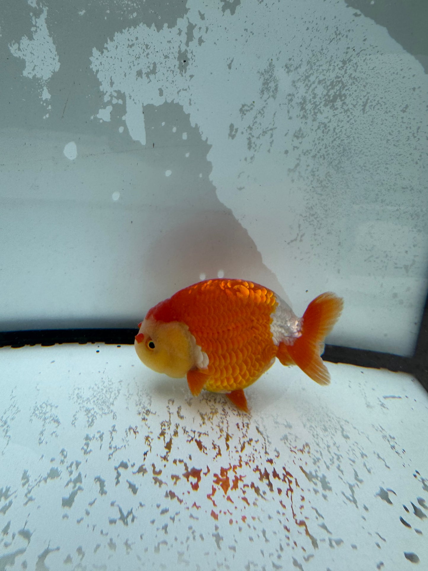 Red&white Ranchu. WVF1004