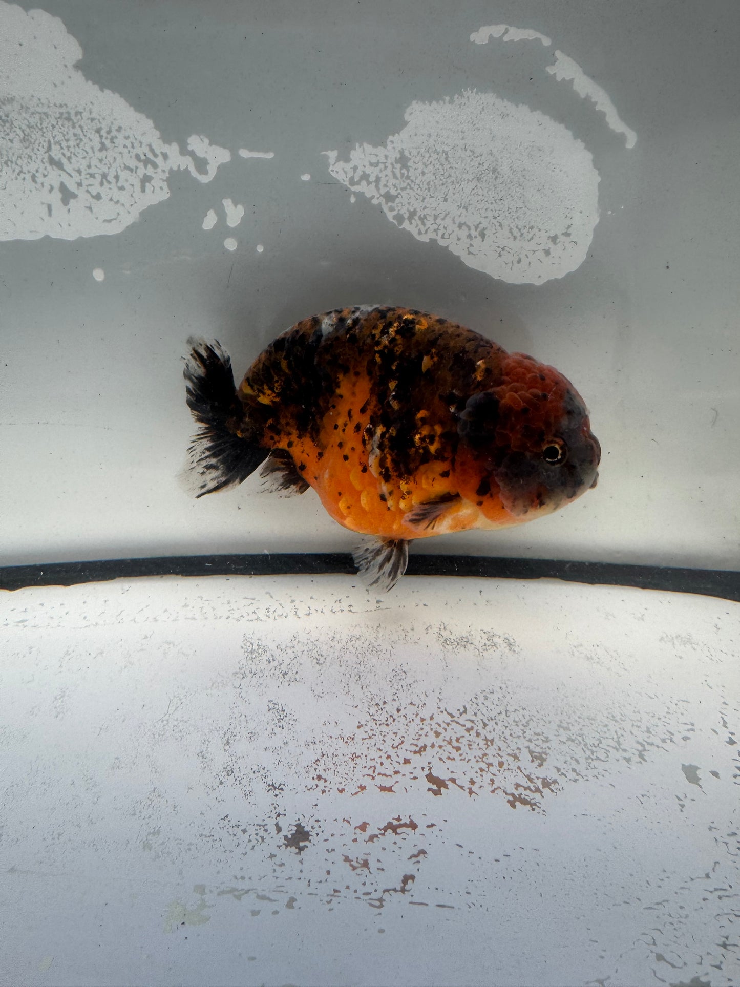 Kirin Ranchu. WVF946