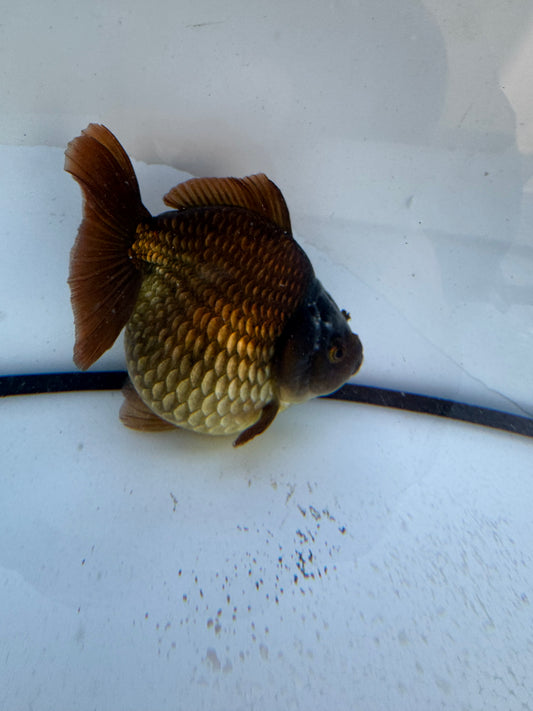 Short tail bronze Oranda. WVF602