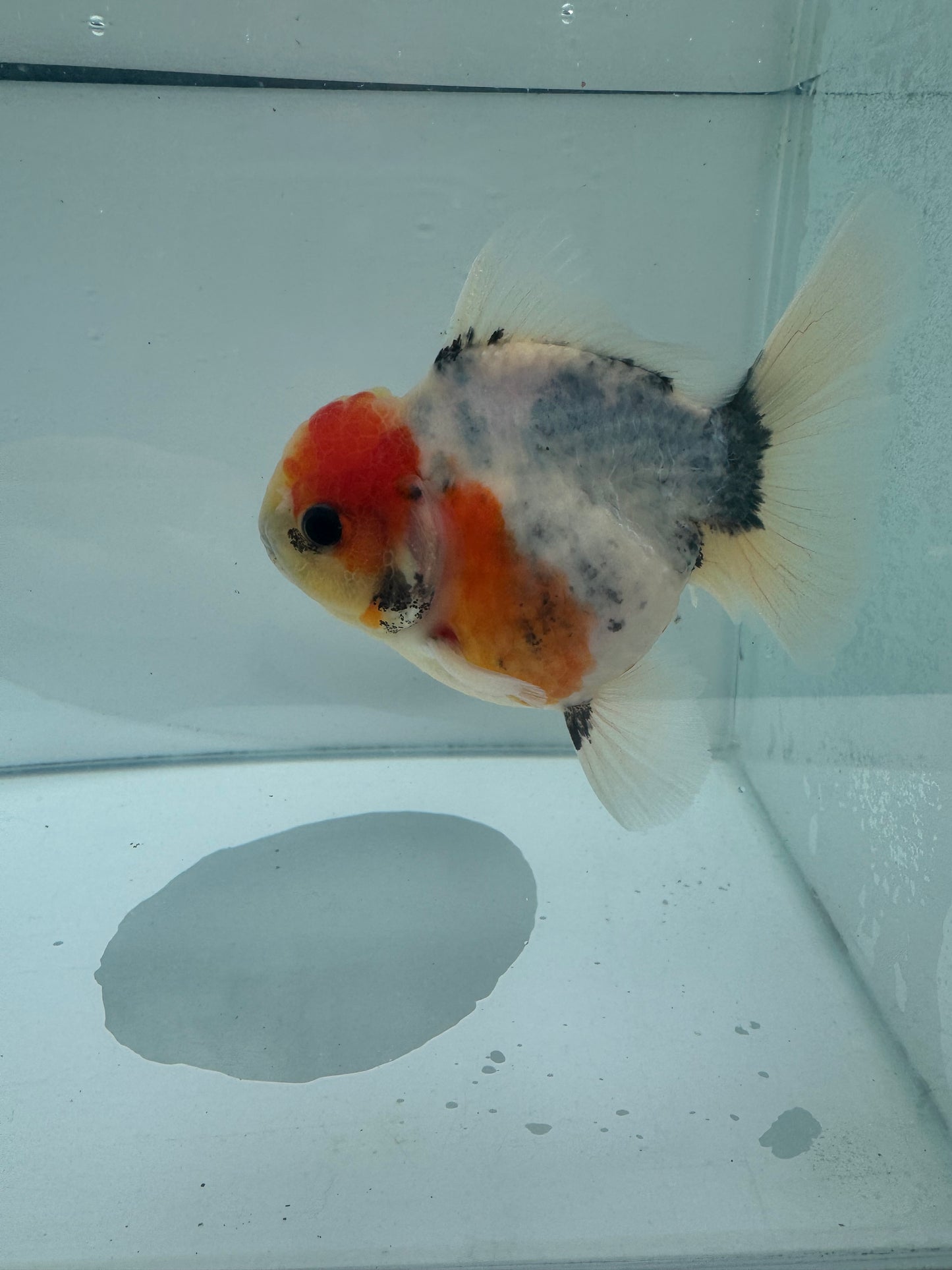 Calico Oranda.  WVF076