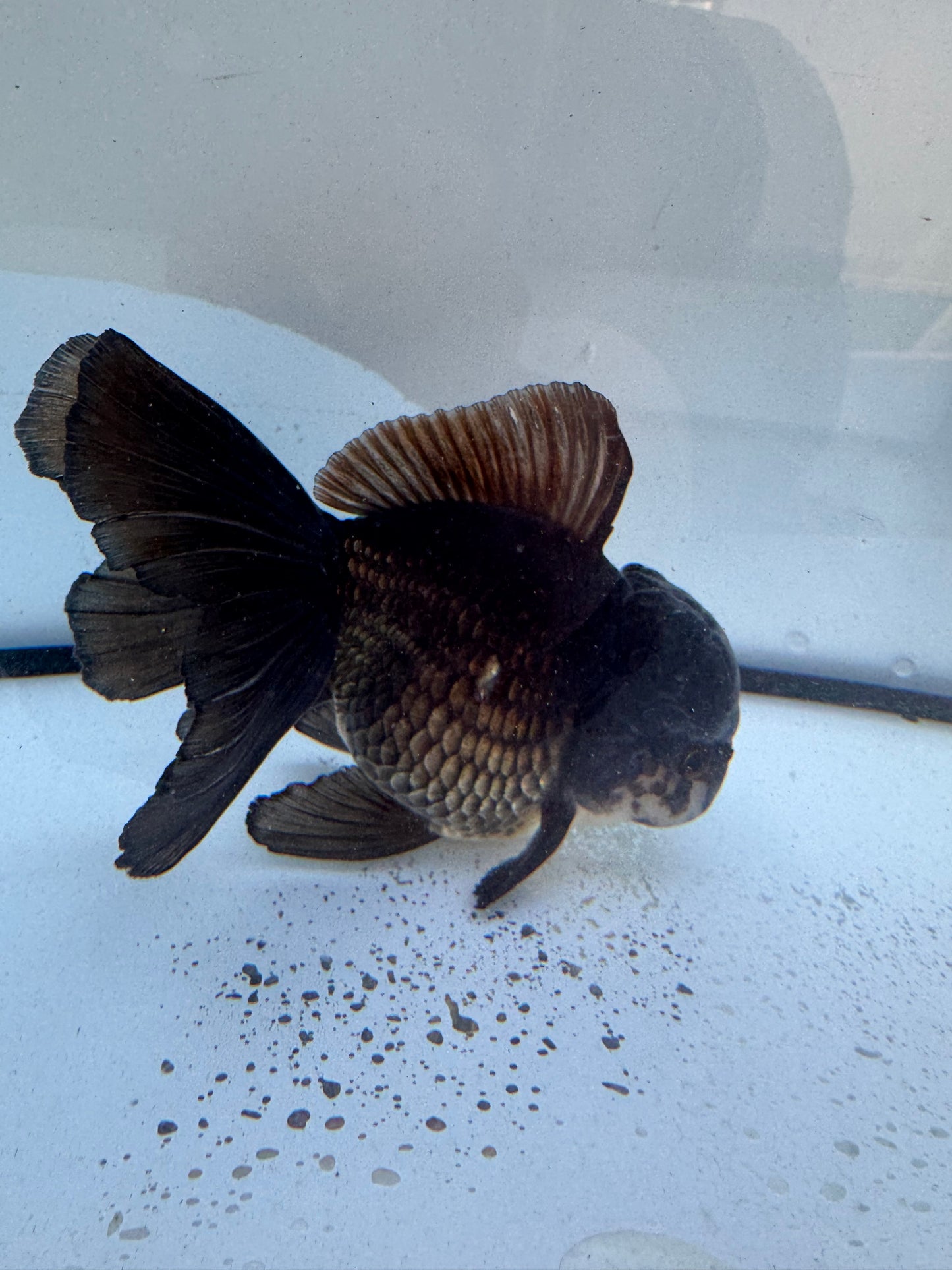 Bronze Oranda. WVF603