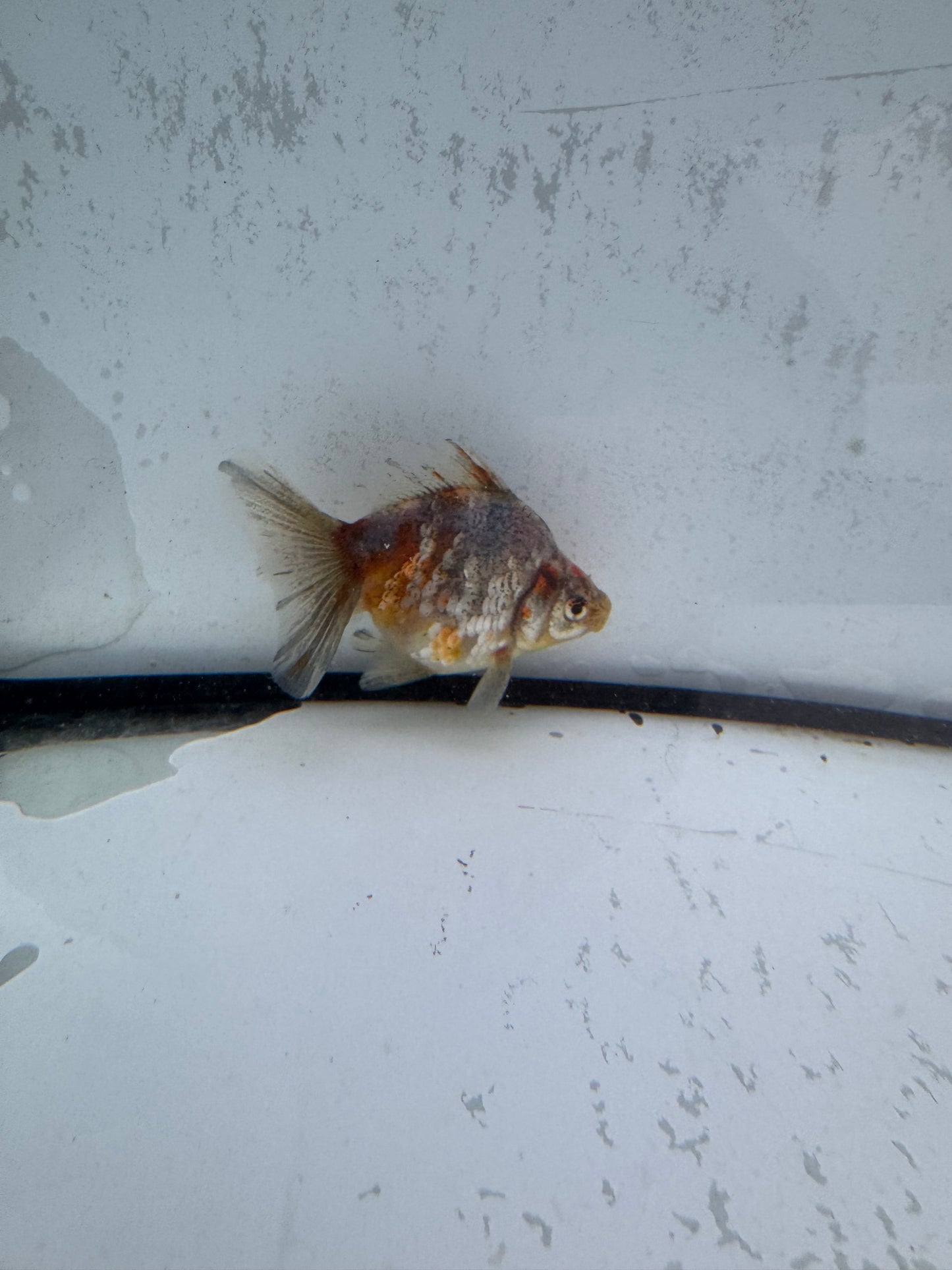 Kirin broadtail Ryukin. WVF583