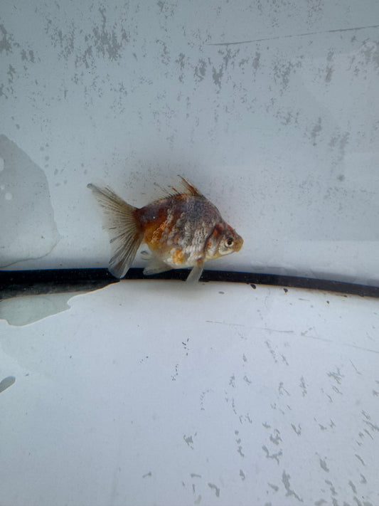 Kirin broadtail Ryukin. WVF583