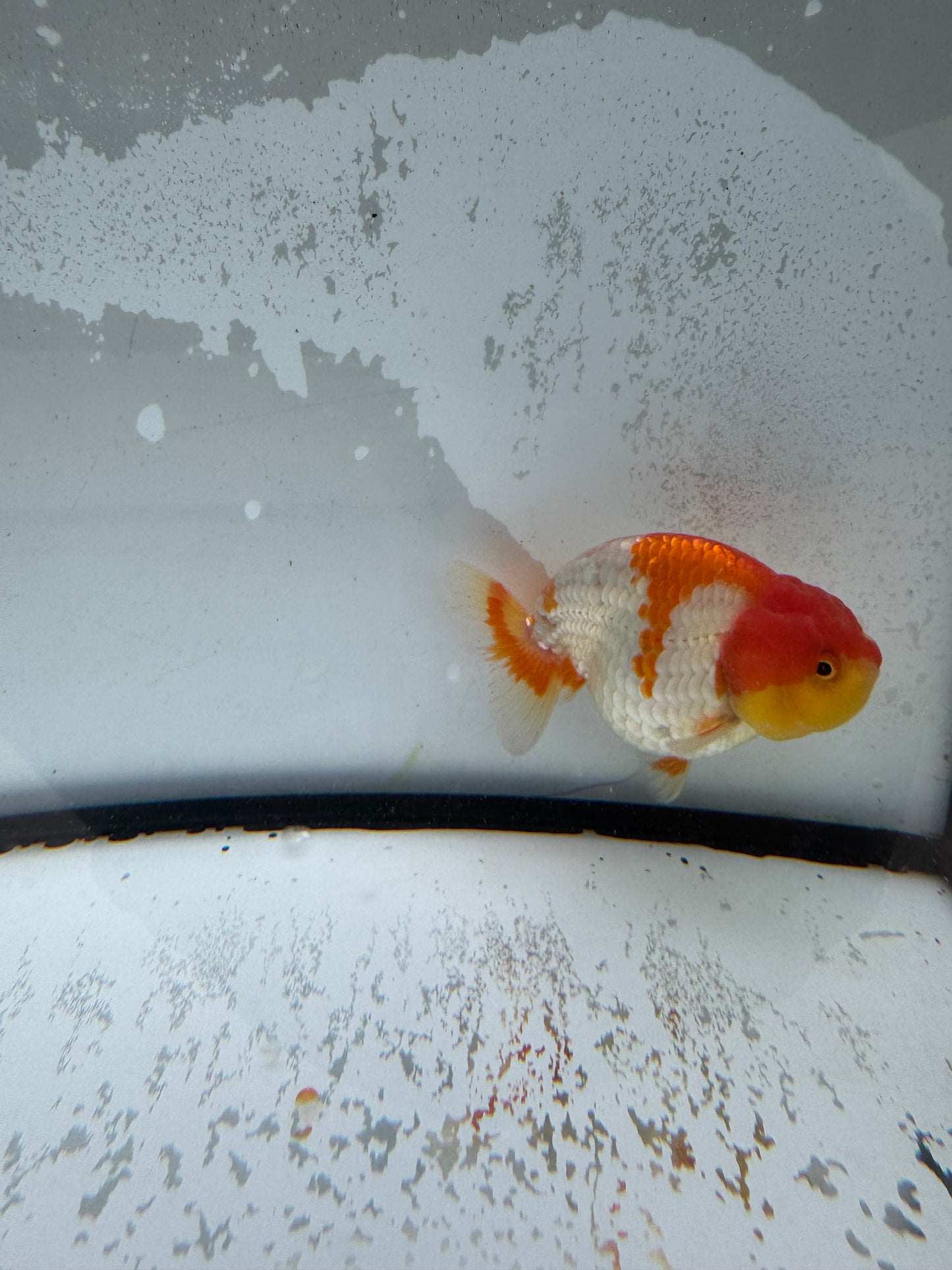 Red&white Ranchu. WVF1006