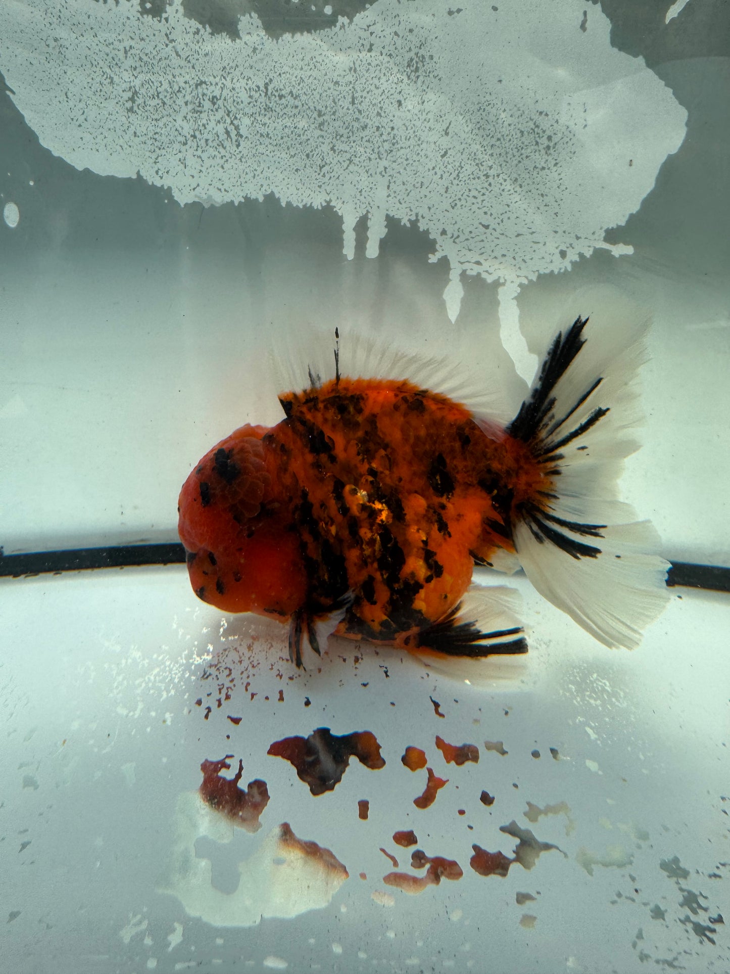 Red tiger Oranda. WVF1060