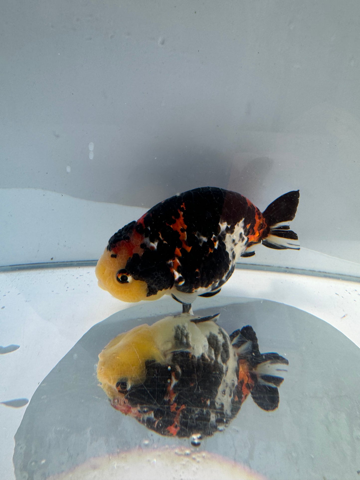 Calico Ranchu.  WVF154