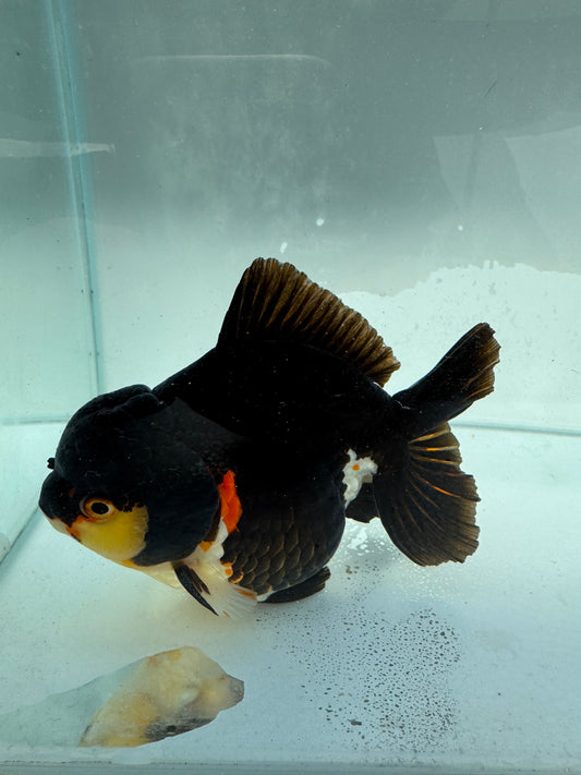 Tricolour Oranda. WVF321,direct from nana goldfish farm
