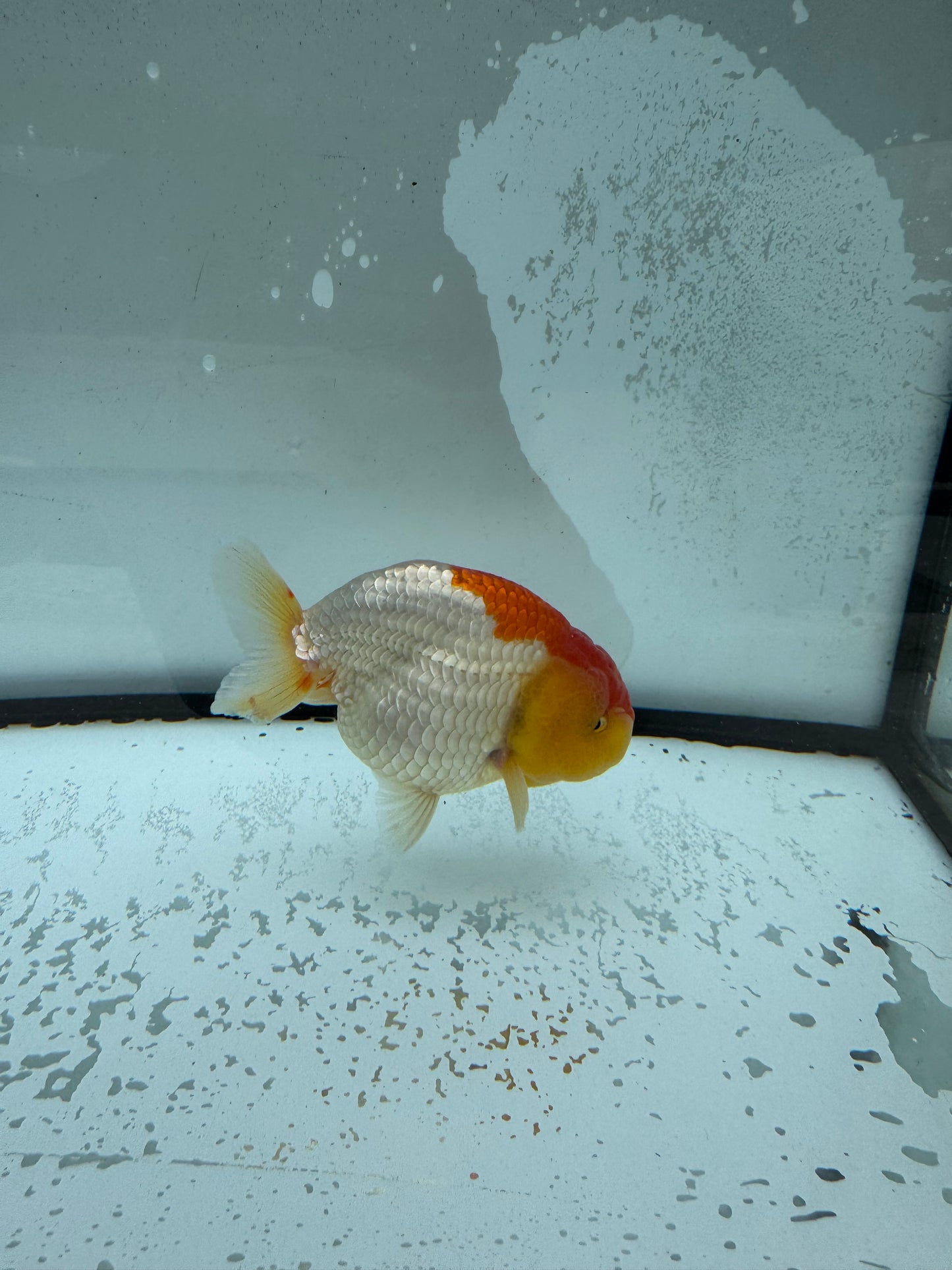 Red&white Ranchu. WVF1003